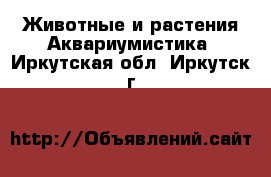 Животные и растения Аквариумистика. Иркутская обл.,Иркутск г.